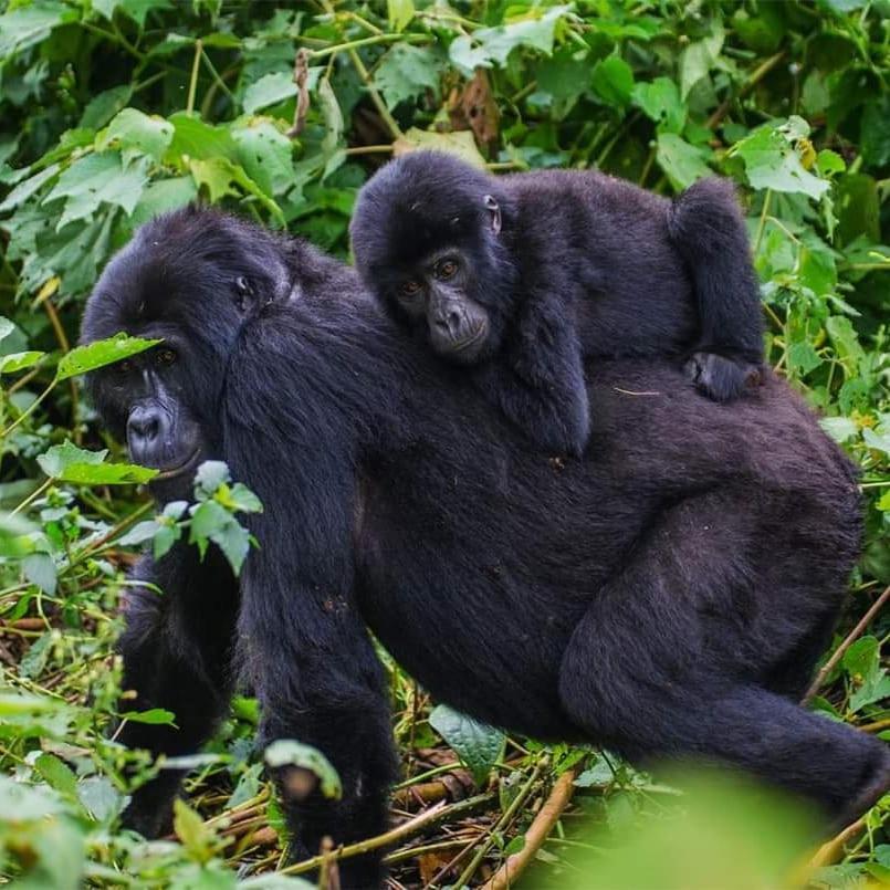 Gorilla Hills Eco-Lodge Kisoro Exterior photo